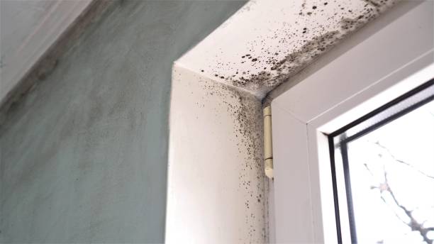 Best Mold Removal Near Me  in Baldwin Park, CA