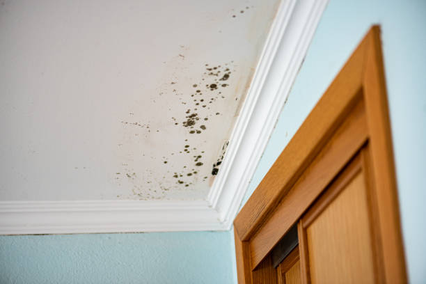 Best Professional Mold Removal  in Baldwin Park, CA