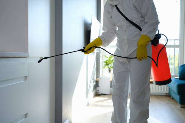 Best Fast Mold Removal  in Baldwin Park, CA