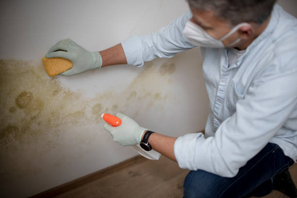 Best Certified Mold Removal  in Baldwin Park, CA