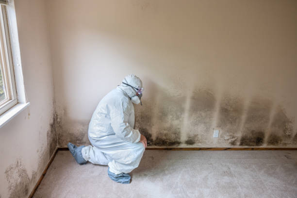Best Mold Cleaning Services  in Baldwin Park, CA