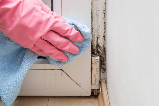 Best Mold Damage Repair  in Baldwin Park, CA