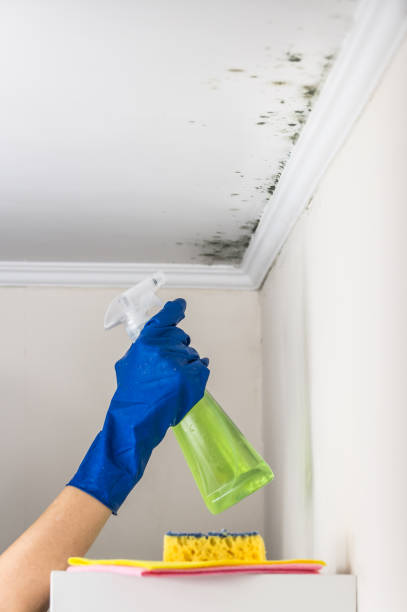 Best Local Mold Removal Service  in Baldwin Park, CA
